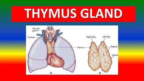 thymus gland in spanish|THYMUS in Spanish .